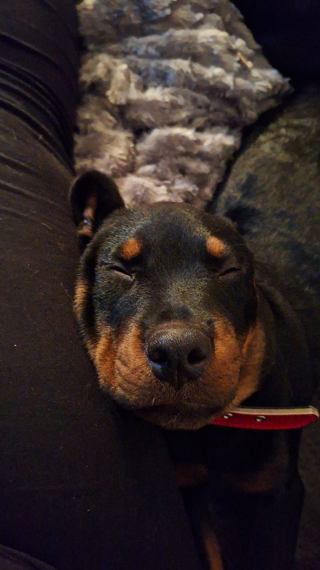 Diesel is registered to the contest to win money with this photo: canidae, carnivore, companion_dog, dog, dog_breed, fawn, fur, guard_dog, hunting_dog, pet_supply, rottweiler, sporting_group, terrestrial_animal, whiskers, working_animal, working_dog