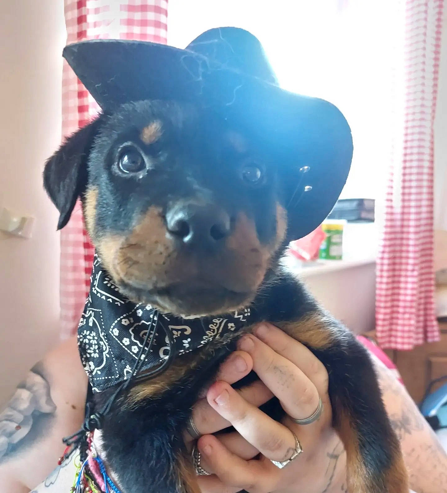 Diesel joined the competition — help win amazing prizes! ball, canidae, cap, carnivore, companion_dog, costume_hat, dog, dog_breed, dog_clothes, electric_blue, fashion_accessory, fawn, gesture, hat, headgear, snout, textile, whiskers, window_blind, working_animal