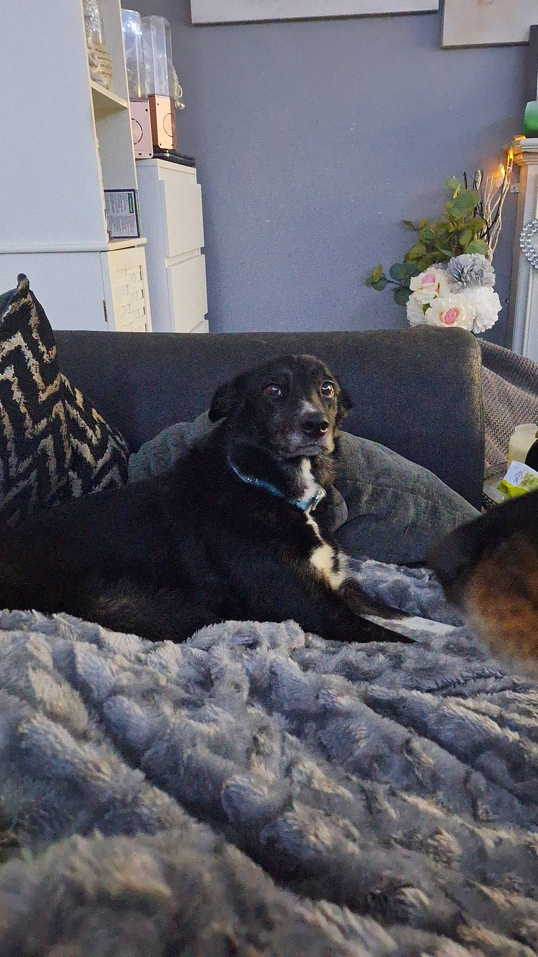 Jax joined the competition — help win amazing prizes! carnivore, comfort, companion_dog, couch, dog, dog_breed, flooring, flowerpot, fur, grey, home, houseplant, living_room, plant, room, sporting_group, studio_couch, tail, tints_and_shades, working_animal