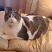 Kolby is registered to the contest to win money with this photo: animal, cat, couch, cozy, cute, domestic, feline, fur, gray, home, indoor, leather, looking, mammal, pet, portrait, relaxed, resting, whiskers, white