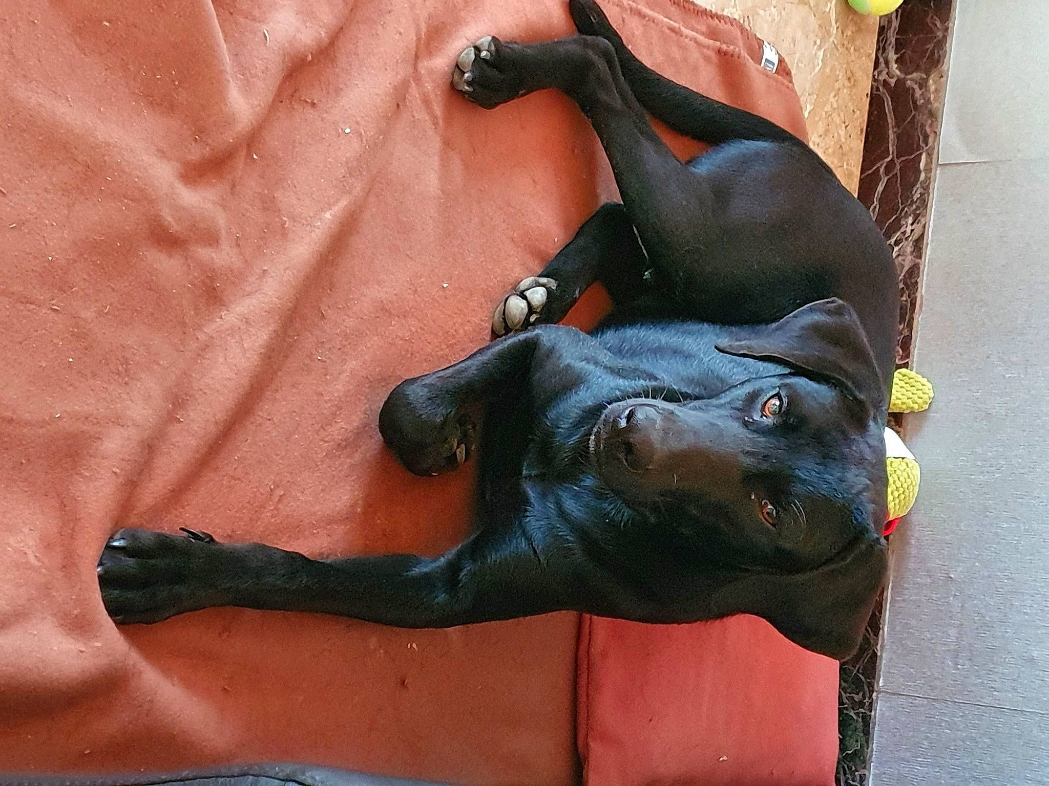 Maxou participe au concours pour gagner de l'argent avec cette photo : art, bronze_sculpture, canidae, carmine, carnivore, dog_breed, fawn, felidae, finger, human_leg, metal, monument, nail, sculpture, snout, sporting_group, statue, tail, terrestrial_animal, working_animal