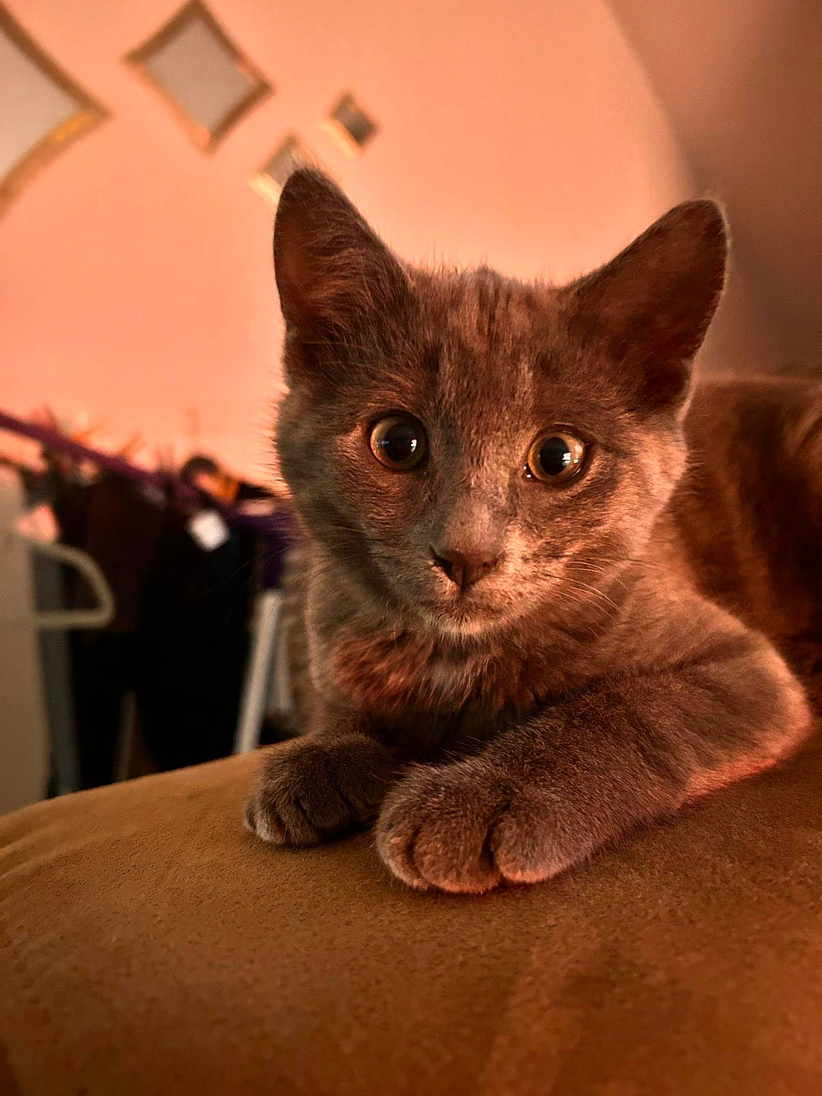 Ayrtone participe au concours pour gagner de l'argent avec cette photo : black_cat, carnivore, cat, cat_supply, claw, comfort, domestic_short_haired_cat, ear, event, fawn, felidae, fur, paw, russian_blue, small_to_medium_sized_cats, snout, tail, terrestrial_animal, whiskers, window