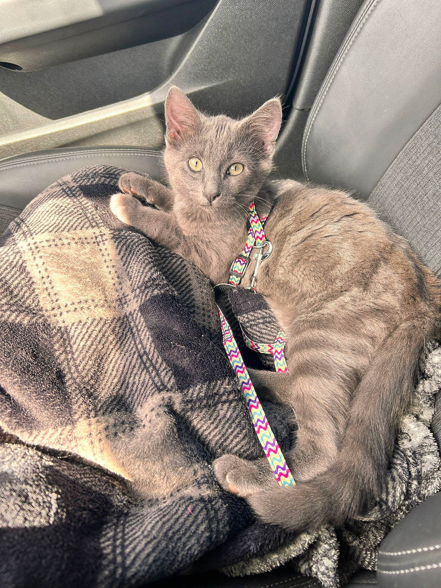 Ayrtone participe au concours pour gagner de l'argent avec cette photo : automotive_tire, car_seat, carnivore, cat, claw, comfort, domestic_short_haired_cat, fawn, felidae, fur, grey, motor_vehicle, paw, sleeve, small_to_medium_sized_cats, snout, tail, terrestrial_animal, whiskers, wildlife
