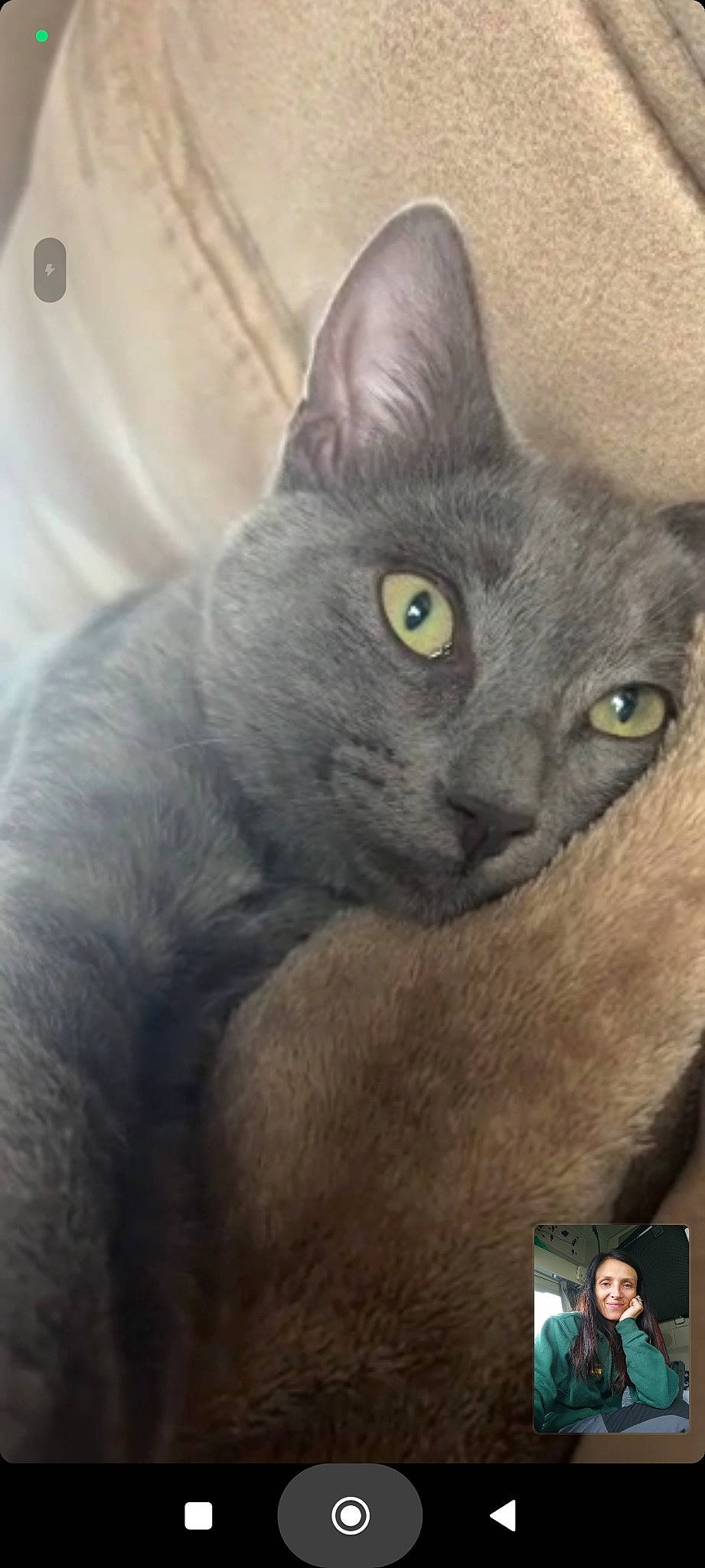 Ayrtone participe au concours pour gagner de l'argent avec cette photo : carnivore, cat, domestic_short_haired_cat, felidae, fur, grey, russian_blue, small_to_medium_sized_cats, terrestrial_animal, whiskers