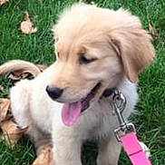 Ellie is registered to the contest to win money with this photo: puppy, golden_retriever, dog, grass, leaves, outdoor, pet, animal, pink_leash, happy, tongue_out, cute, fluffy, sitting, nature, canine, young, playful, summer, friendly