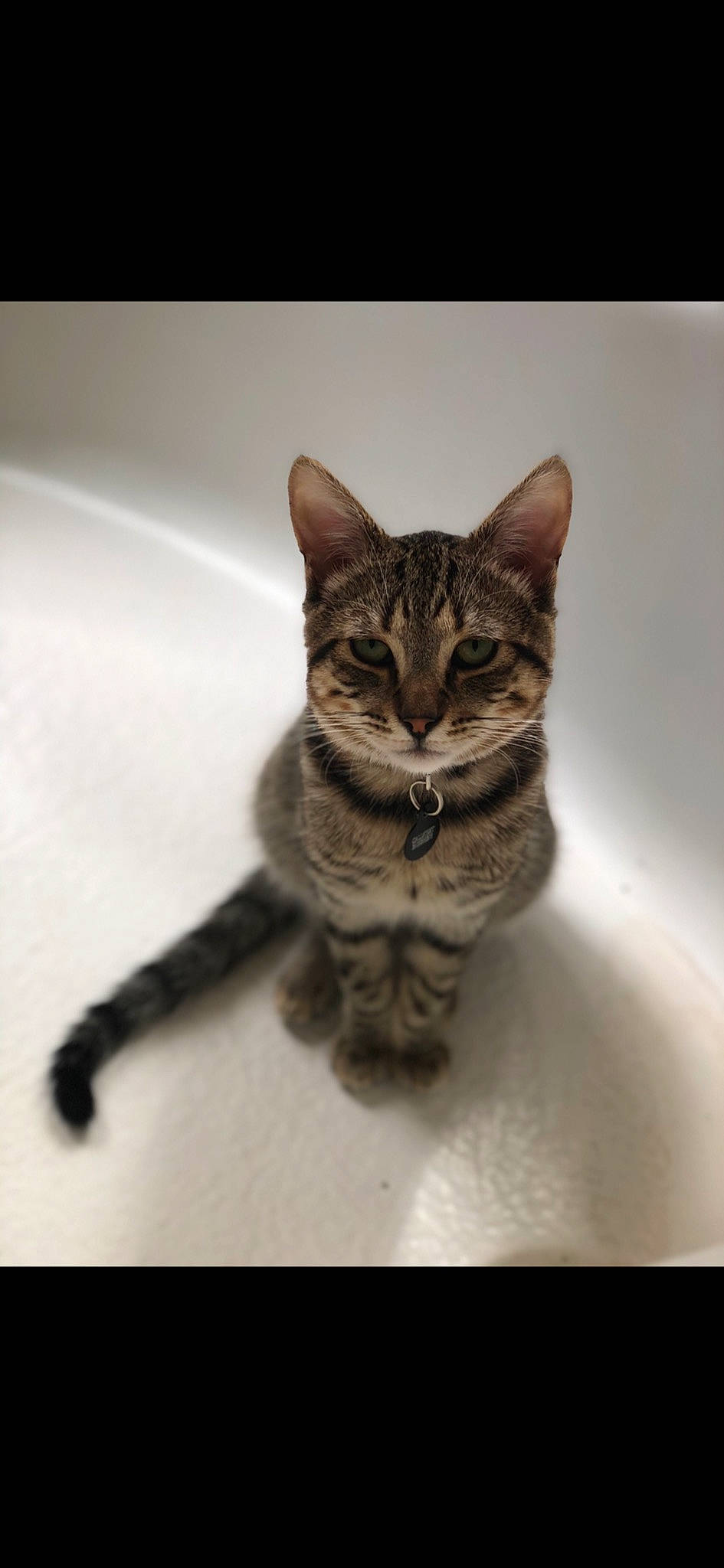 Leonidas joined the competition — help win amazing prizes! american_shorthair, american_wirehair, asian, bengal, california_spangled, carnivore, cat, domestic_short_haired_cat, dragon_li, european_shorthair, eye, felidae, kitten, mammal, nose, small_to_medium_sized_cats, snout, sokoke, tabby_cat, whiskers