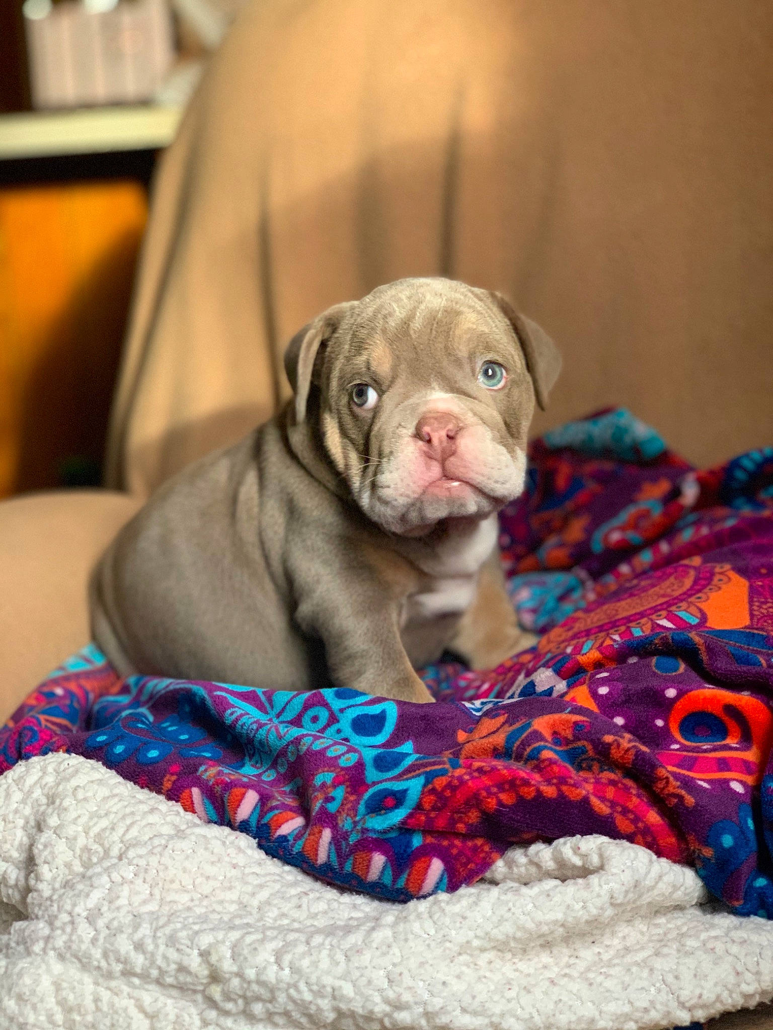 Bo Mediano is registered to the contest to win money with this photo: american_bulldog, australian_bulldog, british_bulldogs, bulldog, canidae, carnivore, companion_dog, dog, dog_breed, fawn, mammal, non_sporting_group, old_english_bulldog, olde_english_bulldogge, puppy, snout, toy_bulldog, vertebrate