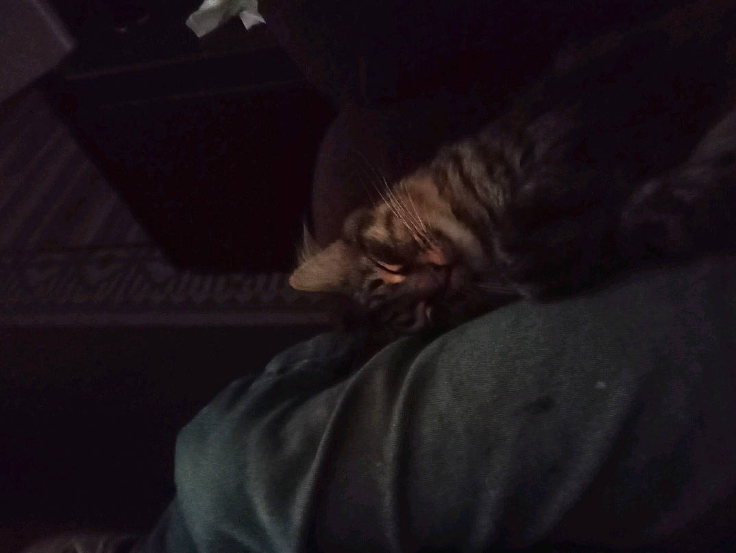 Bud joined the competition — help win amazing prizes! cat, comfort, companion_dog, darkness, domestic_short_haired_cat, felidae, fur, human_leg, linens, night, room, small_to_medium_sized_cats, tail, tints_and_shades, whiskers, wood