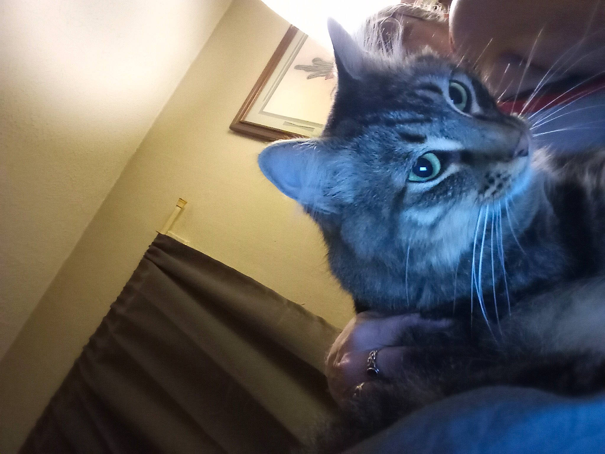 Bud joined the competition — help win amazing prizes! black_cat, carnivore, cat, claw, darkness, domestic_short_haired_cat, electric_blue, felidae, fur, grey, paw, small_to_medium_sized_cats, snout, tail, whiskers, window