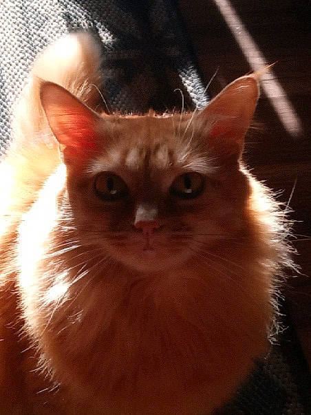 Jackie is registered to the contest to win money with this photo: balinese, carnivore, cat, close_up, darkness, domestic_short_haired_cat, fawn, felidae, fur, iris, mammal, small_to_medium_sized_cats, snout, tail, whiskers, window, wood