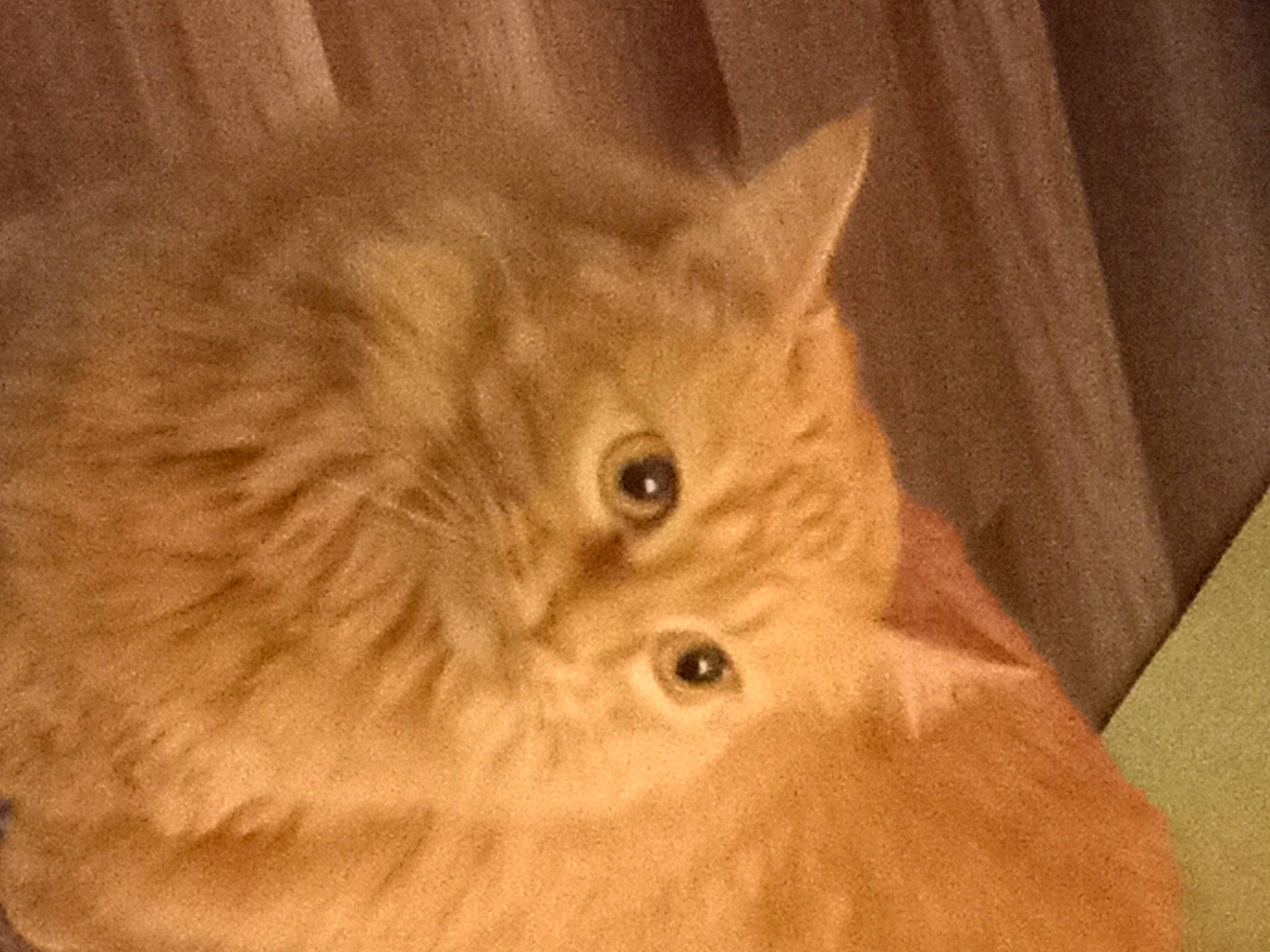 Jackie joined the competition — help win amazing prizes! art, canidae, carnivore, cat, ear, event, eye, fawn, felidae, fur, hair, head, small_to_medium_sized_cats, snout, tail, terrestrial_animal, whiskers, wildlife, wood, working_animal