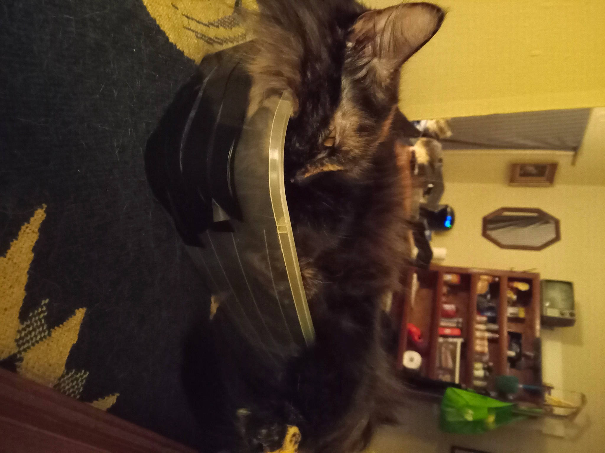 Sissy Girl is registered to the contest to win money with this photo: audio_equipment, claw, dog_breed, domestic_short_haired_cat, dress, eyewear, fawn, feather, felidae, fur, glasses, hair_coloring, machine, personal_protective_equipment, room, small_to_medium_sized_cats, snout, tail, whiskers, wing