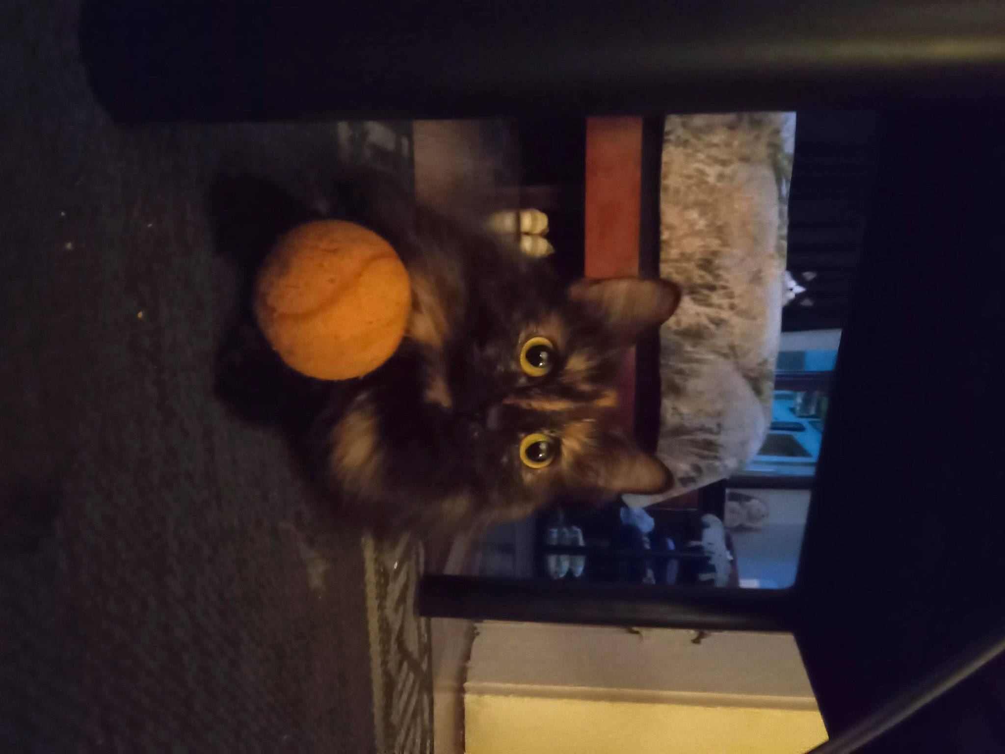 Sissy Girl joined the competition — help win amazing prizes! art, carnivore, cat, darkness, display_device, domestic_short_haired_cat, fawn, felidae, fur, room, shelf, small_to_medium_sized_cats, snout, stuffed_toy, tail, tree, visual_arts, whiskers, window, wood