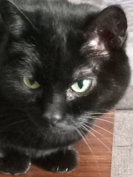 Pepper is registered to the contest to win money with this photo: black_cat, bombay, carnivore, cat, claw, domestic_short_haired_cat, felidae, fur, small_to_medium_sized_cats, snout, tail, terrestrial_animal, whiskers