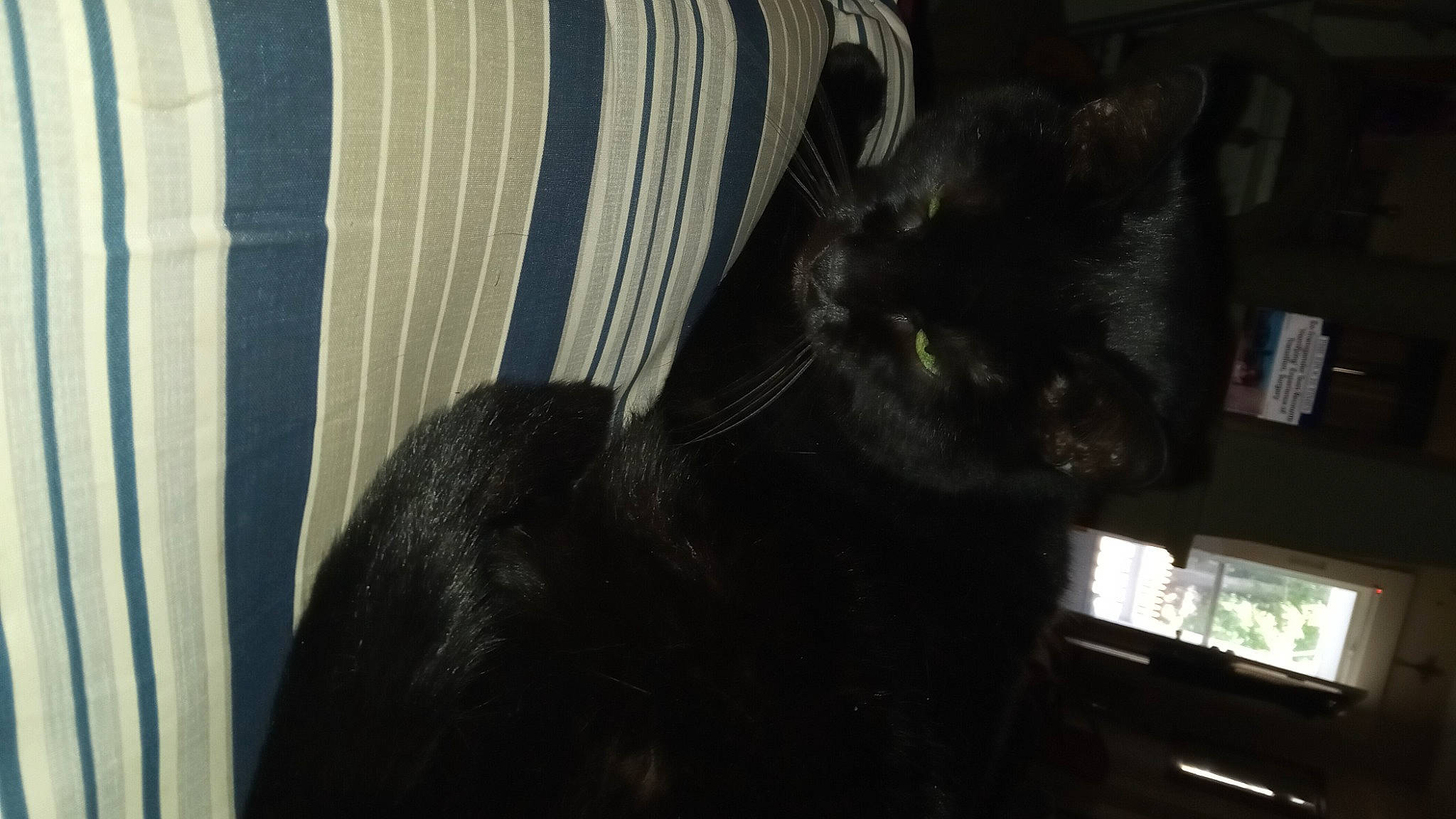 Pepper is registered to the contest to win money with this photo: black_cat, carnivore, cat, claw, comfort, darkness, domestic_short_haired_cat, felidae, fur, paw, shadow, small_to_medium_sized_cats, tail, terrestrial_animal, tints_and_shades, whiskers, window