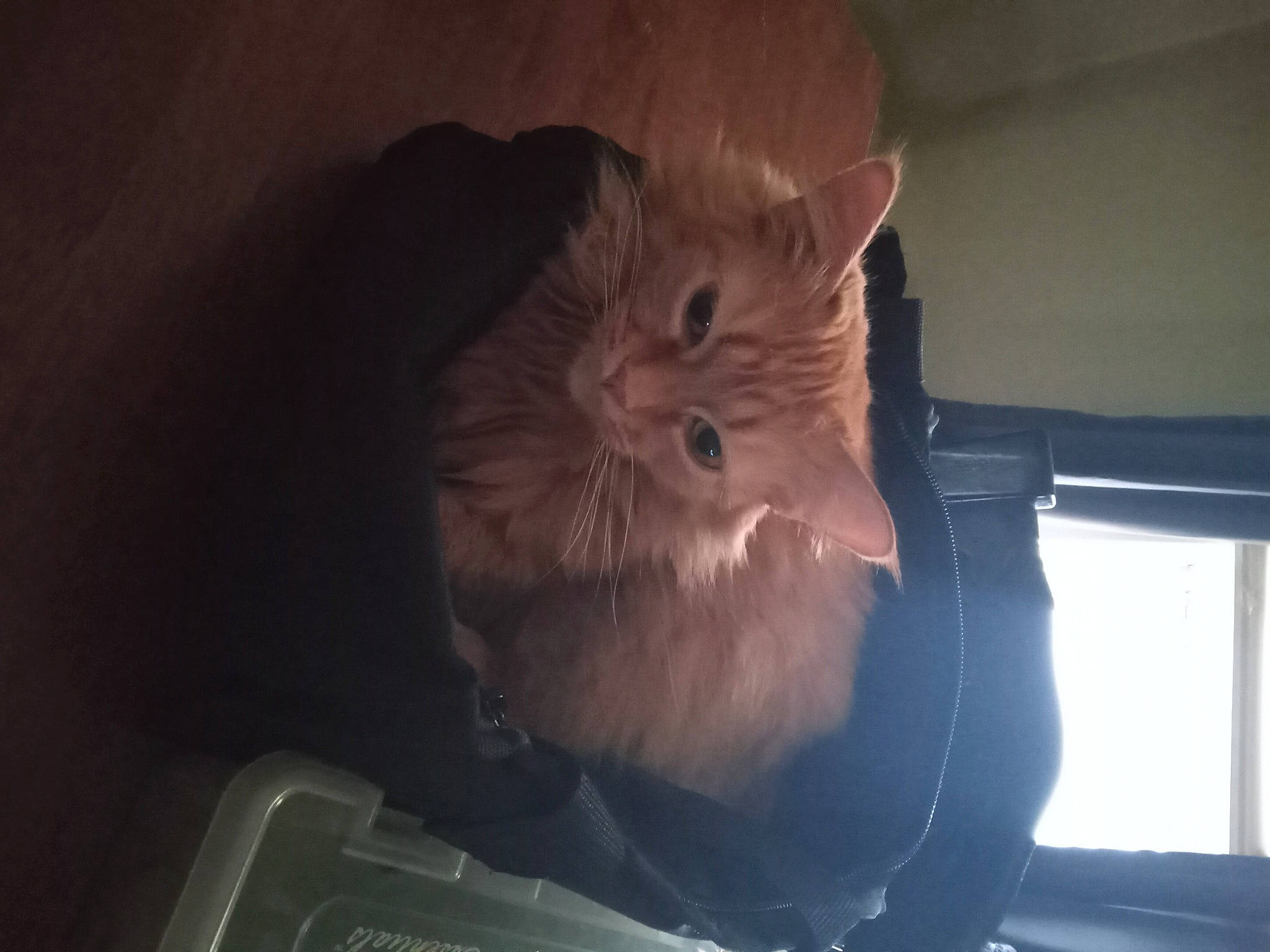 Pepper is registered to the contest to win money with this photo: automotive_lighting, beard, box, canidae, carnivore, cat, domestic_short_haired_cat, facial_hair, fawn, felidae, fur, gesture, human_leg, paw, small_to_medium_sized_cats, snout, tail, vehicle_door, whiskers, windshield