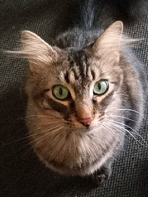 Buddy is registered to the contest to win money with this photo: carnivore, cat, darkness, domestic_short_haired_cat, door, felidae, fur, small_to_medium_sized_cats, terrestrial_animal, whiskers, window