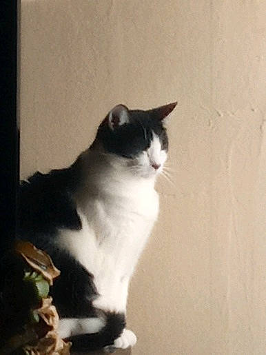 Deedee joined the competition — help win amazing prizes! black_cat, carnivore, cat, domestic_short_haired_cat, felidae, fur, grey, monochrome_photography, paw, plant, shadow, small_to_medium_sized_cats, tail, tints_and_shades, whiskers, window, wood