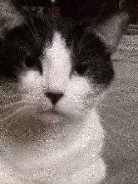 Deedee is registered to the contest to win money with this photo: carnivore, cat, comfort, darkness, domestic_short_haired_cat, eye, felidae, fur, head, monochrome, monochrome_photography, paw, sky, small_to_medium_sized_cats, snout, tail, whiskers