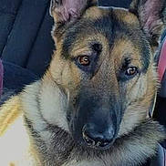 Arrow is registered to the contest to win money with this photo: dog, german_shepherd, pet, animal, car, vehicle, interior, seat, ears, fur, nose, eyes, canine, mammal, portrait, close_up, looking, calm, indoors, transportation