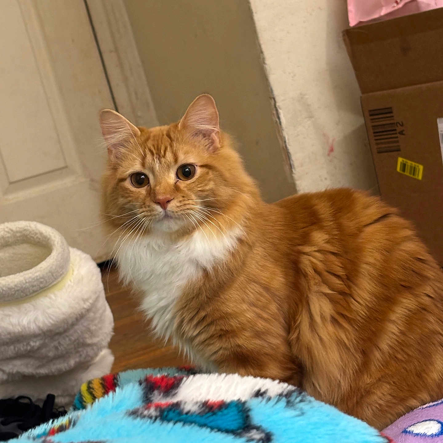 Tiger is registered to the contest to win money with this photo: blanket, cardboard_box, cat, cozy, curious, cute, domestic_animal, door, ears, feline, floor, fluffy_fur, household, indoor, mammal, orange_tabby, pet, seated, soft_texture, whiskers