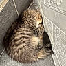 Chubby is registered to the contest to win money with this photo: cat, tabby, sleeping, curled_up, fur, corner, floor_tiles, wall_tiles, texture, brown, gray, pet, domestic_animal, cozy, resting, indoor, quiet, animal, feline, compact
