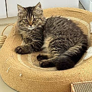 Chubby joined the competition — help win amazing prizes! cat, kitten, tabby, fluffy, pet, animal, indoor, woven_bed, relaxing, cute, fur, paws, alert, cozy, home, floor, scratching_post, curious, resting, young