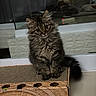 Chubby joined the competition — help win amazing prizes! animal, cardboard_scratch_pad, cat, curious, cute, domestic, feline, floor, fluffy, fur, home, indoor, kitten, pet, reflection, sitting, tail, wide_eyes, window, young