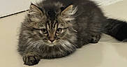 Chubby is registered to the contest to win money with this photo: kitten, cat, fluffy, feline, pet, animal, indoor, floor, tile, cute, young, whiskers, ears, tail, domestic, crouching, fur, mammal, small, curious