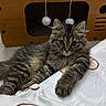 Chubby is registered to the contest to win money with this photo: kitten, cat, tabby, furry, pet, indoor, bedspread, pattern, wooden_cat_house, pom_pom_toy, relaxed, cute, animal, feline, young_cat, cozy, resting, domestic_cat, soft_fur, playful