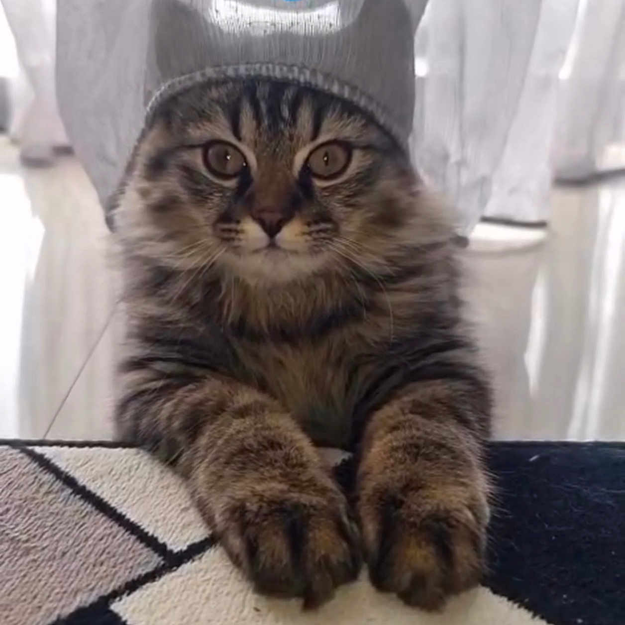 Chubby joined the competition — help win amazing prizes! cat, tabby_cat, hat, beanie, paws, fur, indoor, curtains, patterned_surface, resting, looking_at_camera, wide_eyes, text_overlay, blue_text, cute, pet, animal, feline, domestic_cat, soft_light