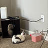 cat, carpet, indoor, shelf, water_dispenser, cable, wall, plug, white, gray, pet, relaxing, floor, cord, household, technology, quiet, small, cozy, corner