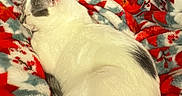 Mochi joined the competition — help win amazing prizes! cat, sleeping, blanket, red, white, gray, holiday, cozy, indoor, feline, pet, resting, soft, pattern, comfort, warm, fur, domestic_animal, relaxation, bed