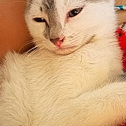 Mochi joined the competition — help win amazing prizes! cat, white_fur, gray_fur, sleepy, relaxed, close_up, pet, animal, indoor, fur, paw, ear, pink_nose, whiskers, cozy, resting, cute, domestic_cat, portrait, feline