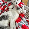 cat, sleeping, teddy_bear, blanket, red, white, gray, floral_pattern, cozy, soft_toys, nap, indoor, furniture, wood, comfort, relaxation, pet, cute, fur, resting