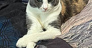 Sissy joined the competition — help win amazing prizes! cat, calico_cat, bed, bedding, paws_crossed, indoor, feline, pet, resting, fur, domestic_animal, cute, relaxed, animal, whiskers, ears, eyes, home, furniture, blanket
