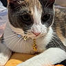 Sissy is registered to the contest to win money with this photo: animal, cat, close_up, collar, cute, domestic_animal, face, fur, gray, indoor, lying_down, mammal, orange, paw, pendant, pet, portrait, relaxed, whiskers, white