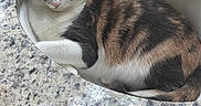 Sissy is registered to the contest to win money with this photo: animal, bathroom, calico, cat, comfort, countertop, curled_up, cute, domestic_animal, ears, feline, fur, granite, household, indoor, pet, relaxed, resting, sink, whiskers