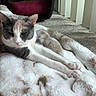 Sissy joined the competition — help win amazing prizes! cat, feline, pet, blanket, fluffy, stretching, indoor, carpet, pet_carrier, vertical_blinds, relaxing, fur, cozy, animal, home, resting, comfort, whiskers, paws, nap