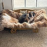 Sissy joined the competition — help win amazing prizes! cat, calico_cat, pet_bed, plush_bed, paw_print, window, carpet, indoor, cozy, relaxed, furry, animal, sunlight, home, feline, resting, cute, domestic_cat, comfort, soft