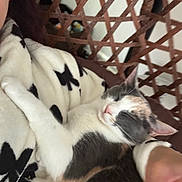 Sissy is registered to the contest to win money with this photo: cat, calico_cat, sleeping, blanket, black_flower_pattern, arm, person, lattice_chair, wooden_chair, indoor, cozy, resting, pet, feline, fur, closeup, comfort, relaxation, nap, domestic_animal