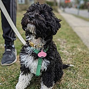 Kiera is registered to the contest to win money with this photo: dog, black_and_white, curly_fur, pet, grass, leash, harness, pink_tag, outdoor, person, sneakers, pants, sidewalk, blurred_background, attention, sitting, cute, canine, nature, daylight