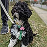 dog, black_and_white, curly_fur, pet, grass, leash, harness, pink_tag, outdoor, person, sneakers, pants, sidewalk, blurred_background, attention, sitting, cute, canine, nature, daylight