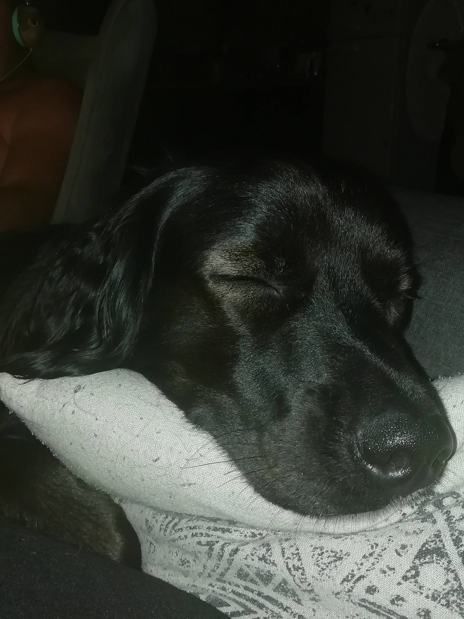 Pegaze participe au concours pour gagner de l'argent avec cette photo : black, black_and_white, borador, canidae, carnivore, dog, dog_breed, labrador_retriever, nap, nose, puppy, retriever, sleep, snout, sporting_group