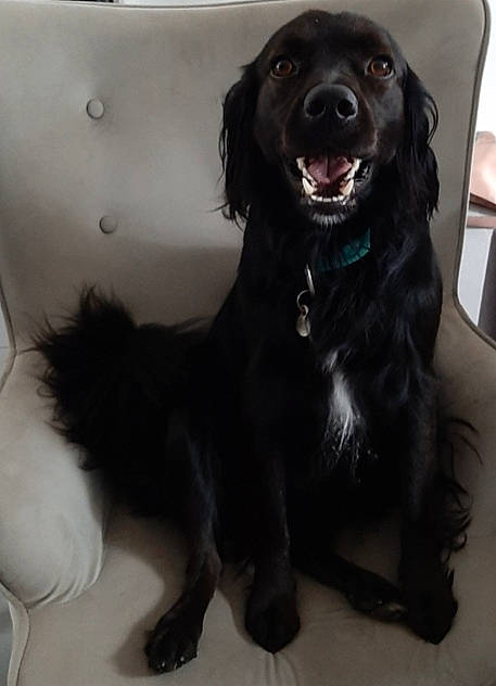 Pegaze participe au concours pour gagner de l'argent avec cette photo : beagador, boykin_spaniel, canidae, carnivore, companion_dog, dog, dog_breed, flat_coated_retriever, fur, hovawart, labrador_retriever, rare_breed_dog, retriever, setter, small_greek_domestic_dog, spaniel, sporting_group