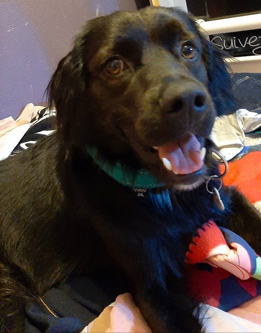 Pegaze participe au concours pour gagner de l'argent avec cette photo : beagador, boykin_spaniel, canidae, carnivore, companion_dog, dog, dog_breed, flat_coated_retriever, hunting_dog, labrador_retriever, mammal, rare_breed_dog, retriever, snout, sporting_group, vertebrate