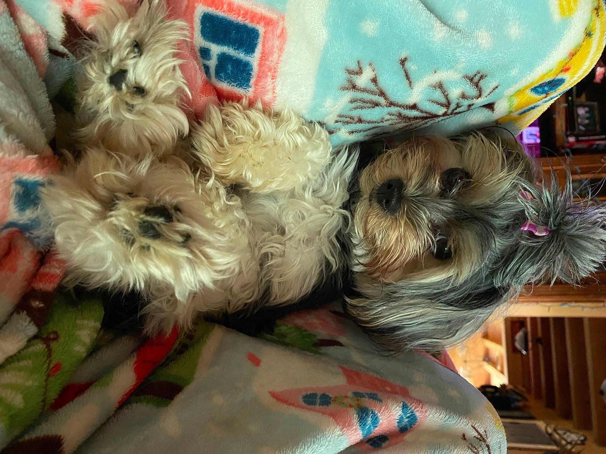 Tater is registered to the contest to win money with this photo: canidae, carnivore, companion_dog, dog, dog_breed, dog_clothes, dog_supply, event, fashion_accessory, fawn, felidae, fur, small_terrier, snout, sporting_group, tail, terrier, toy_dog, yorkipoo, yorkshire_terrier