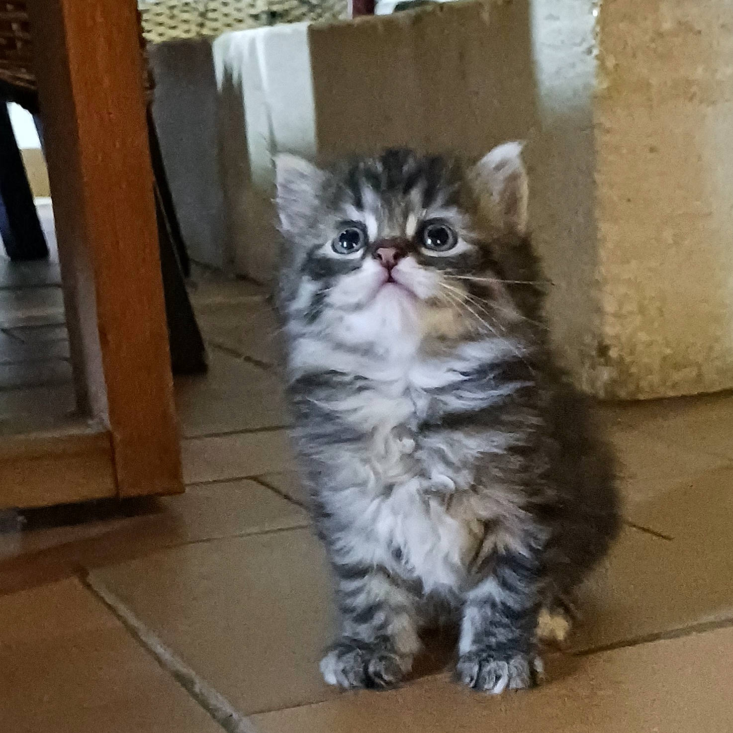 Satine a rejoint le concours — aidez-le/la à gagner de superbes lots ! automotive_tire, carnivore, cat, claw, domestic_short_haired_cat, eye, felidae, flooring, fur, hardwood, maine_coon, paw, sitting, small_to_medium_sized_cats, snout, tail, terrestrial_animal, whiskers, wood