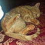 cat, orange_tabby, sleeping, paw_pads, tail, curled_up, fur, pet, indoor, cozy, resting, animal, feline, cute, soft, patterned_fabric, nighttime, domestic_cat, relaxed, whiskers