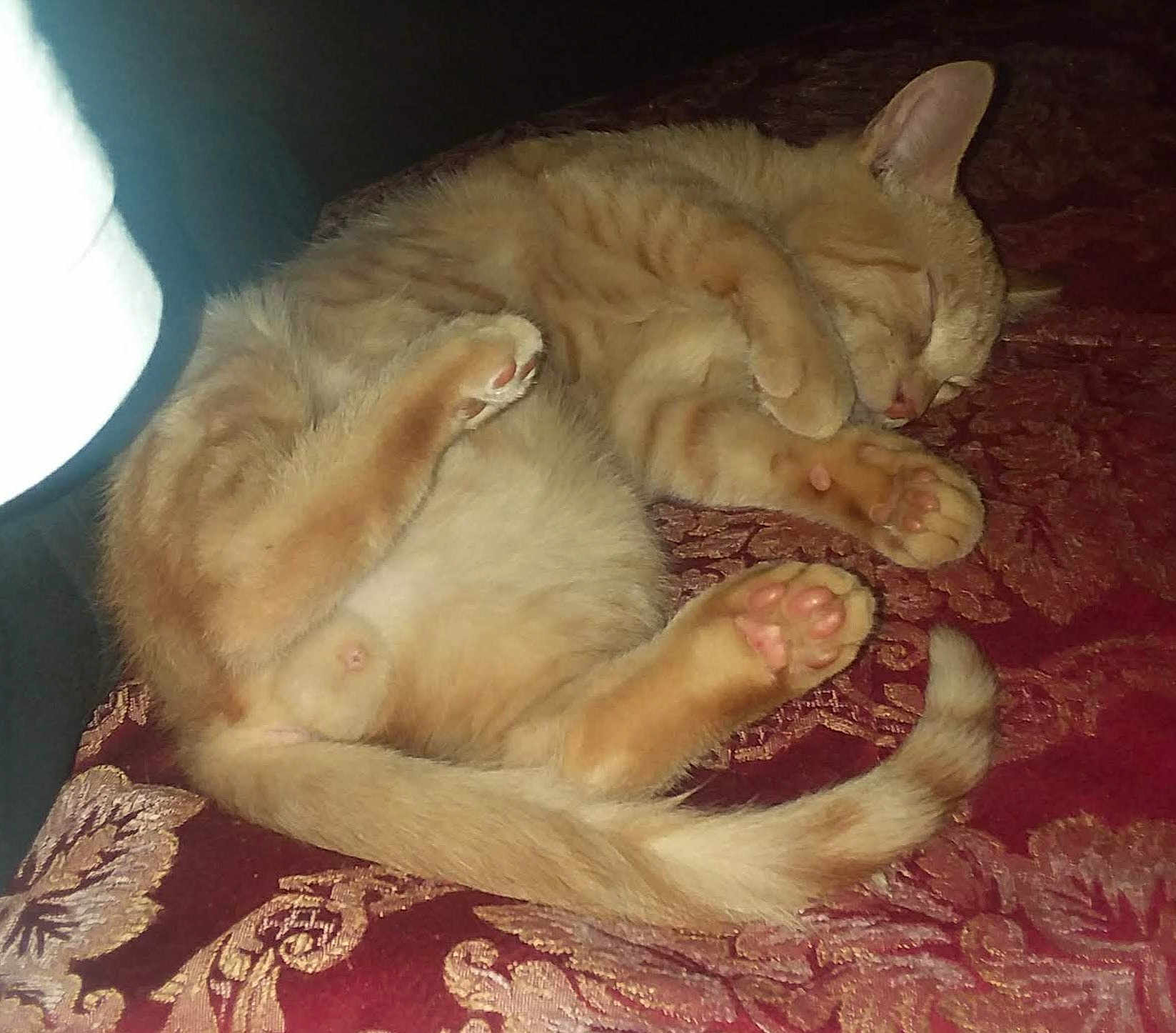 Garfield